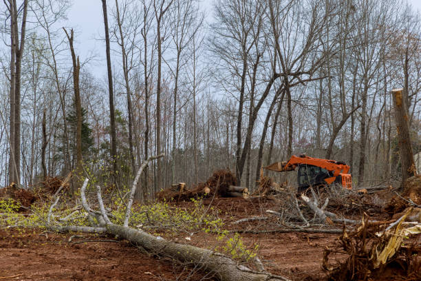 Best Residential Tree Removal  in USA